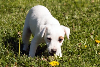 Les chiots de Parson Russell Terrier