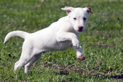 Les chiots de Parson Russell Terrier