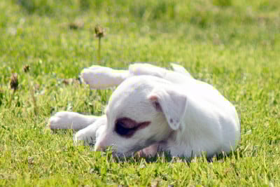 Les chiots de Parson Russell Terrier
