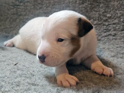 Les chiots de Parson Russell Terrier