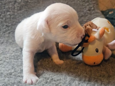 Les chiots de Parson Russell Terrier