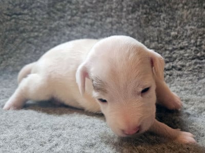 Les chiots de Parson Russell Terrier