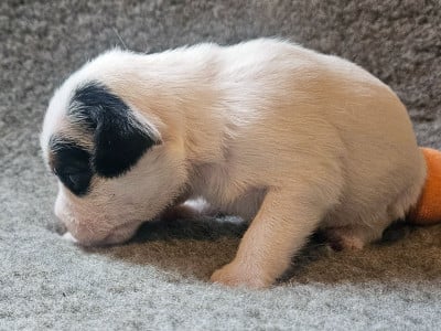 Les chiots de Parson Russell Terrier