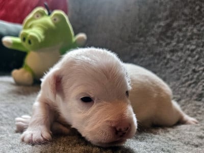 Les chiots de Parson Russell Terrier