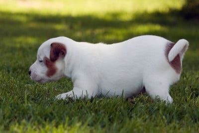 Les chiots de Parson Russell Terrier