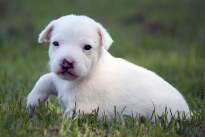 Les chiots de Parson Russell Terrier