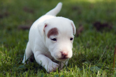 Les chiots de Parson Russell Terrier