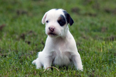 Les chiots de Parson Russell Terrier