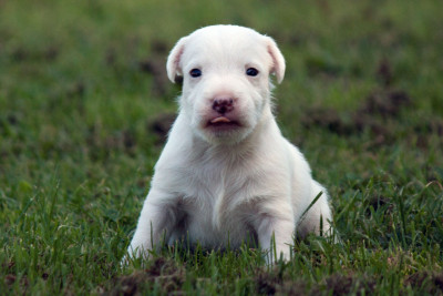 Les chiots de Parson Russell Terrier