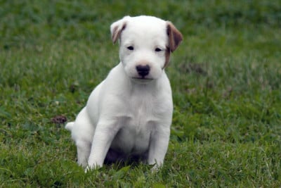 Les chiots de Parson Russell Terrier