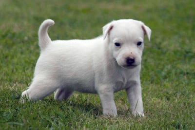 Les chiots de Parson Russell Terrier