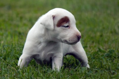 Les chiots de Parson Russell Terrier