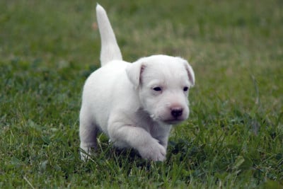 Les chiots de Parson Russell Terrier