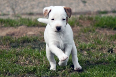 Les chiots de Parson Russell Terrier