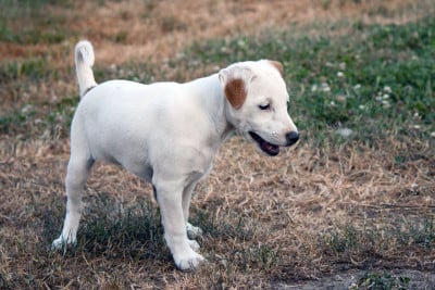 Les chiots de Parson Russell Terrier