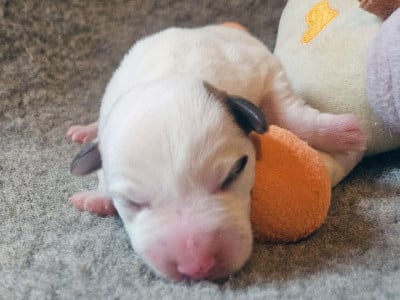 Les chiots de Parson Russell Terrier