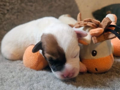 Parson Russell Terrier