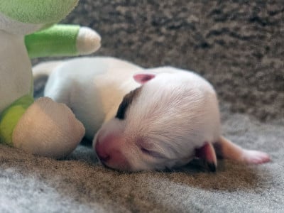 Les chiots de Parson Russell Terrier