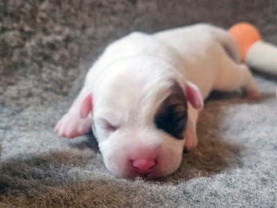 Les chiots de Parson Russell Terrier