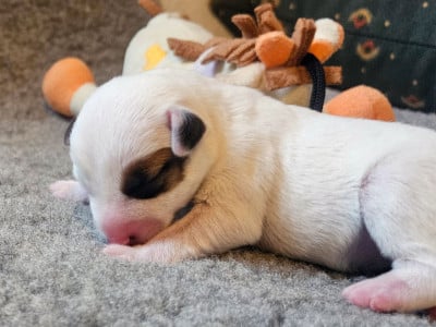 Les chiots de Parson Russell Terrier