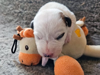 Les chiots de Parson Russell Terrier