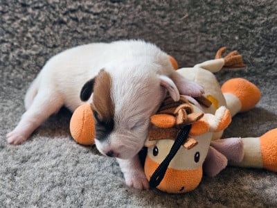 Les chiots de Parson Russell Terrier