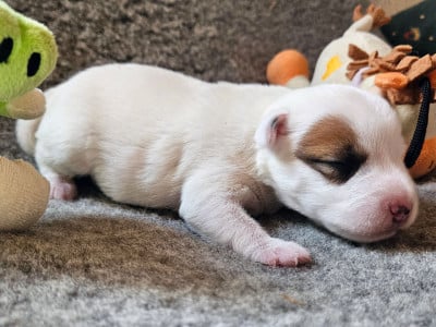 Les chiots de Parson Russell Terrier