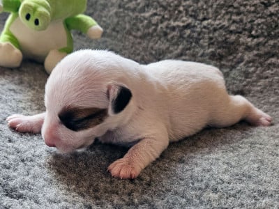 Les chiots de Parson Russell Terrier