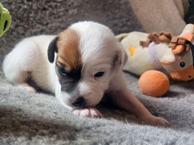 Les chiots de Parson Russell Terrier