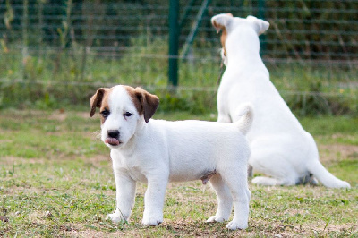 2 Tonnère - Jack Russell Terrier