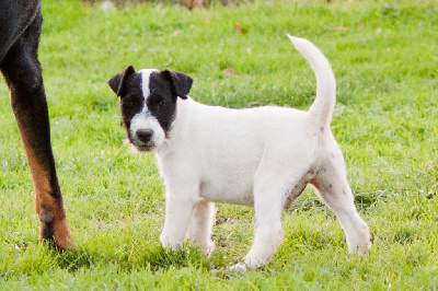 3 Thierry - Parson Russell Terrier