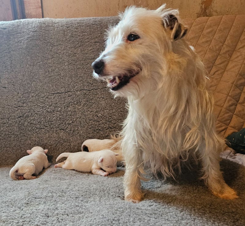 Parson Russell Terrier - The Magnificent Fox Hunter