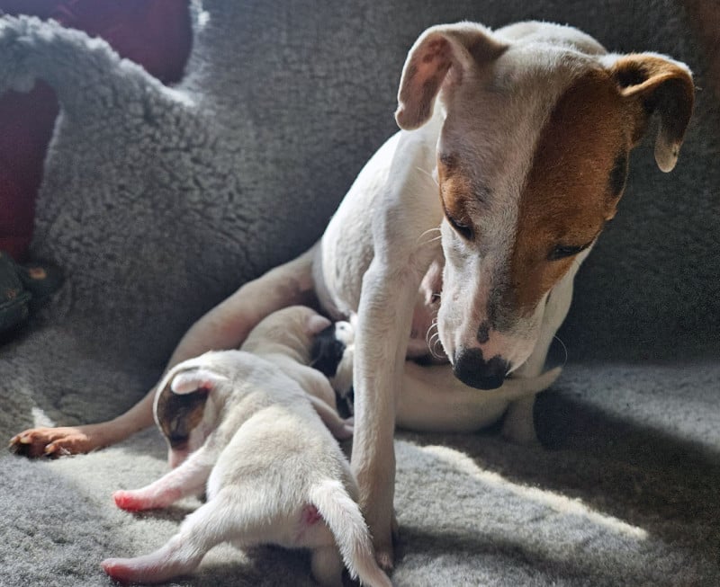 Parson Russell Terrier - The Magnificent Fox Hunter