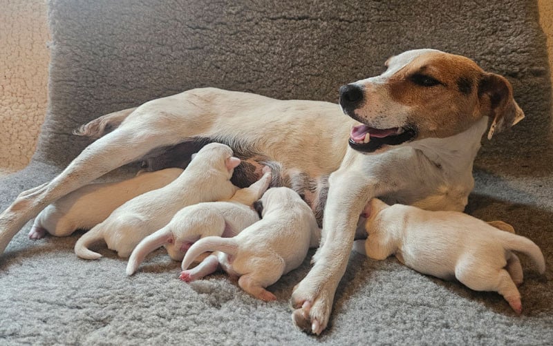 Parson Russell Terrier - The Magnificent Fox Hunter