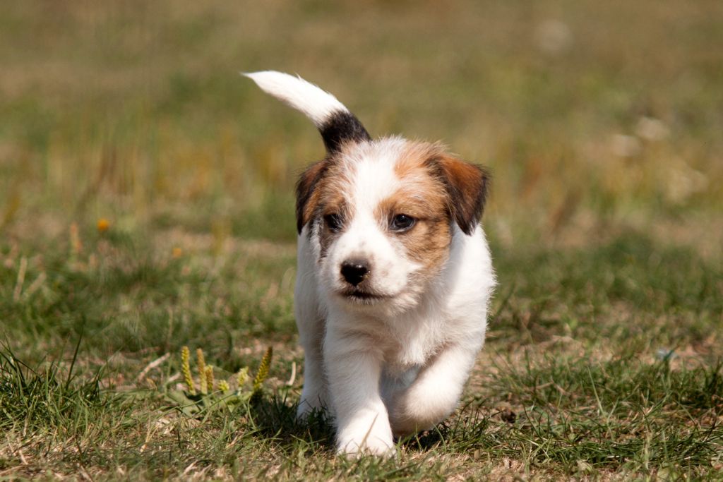 Chiot Elevage The Magnificent Fox Hunter Eleveur De Chiens Jack Russell Terrier