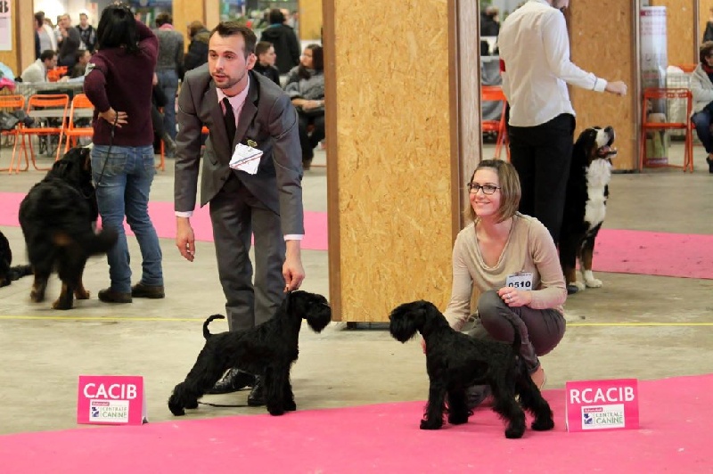 Chien Schnauzer Miniature CH Hazel Black At Future Look