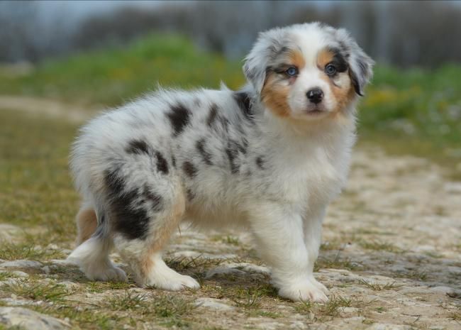 Chiot Berger Australien Scooby Des Collines D Evereven Male Disponible En Nouvelle Aquitaine 16 Charente Toutes Les Portees Les Chiots De Race Les Eleveurs Et Chiens De Race Sont Sur Chiens De France Com