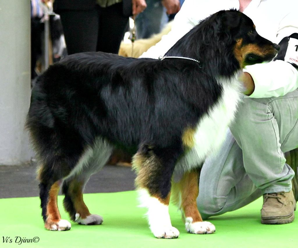 Maverick black sonic De Xiberoan Txakurrak