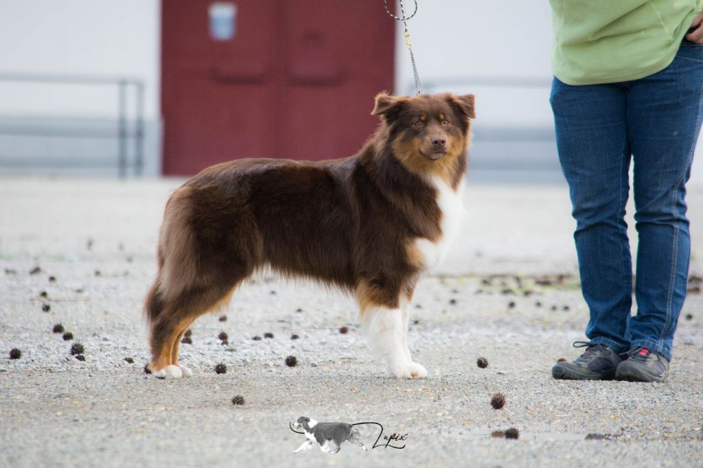 Never without peanut & chocolate De Xiberoan Txakurrak