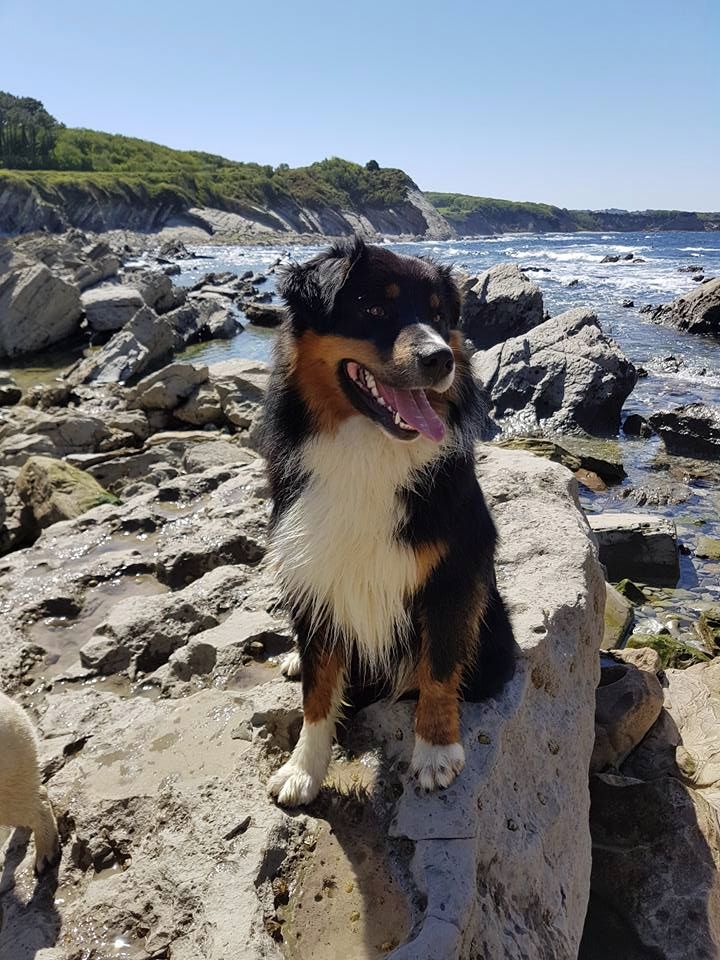 Maverick black sonic De Xiberoan Txakurrak