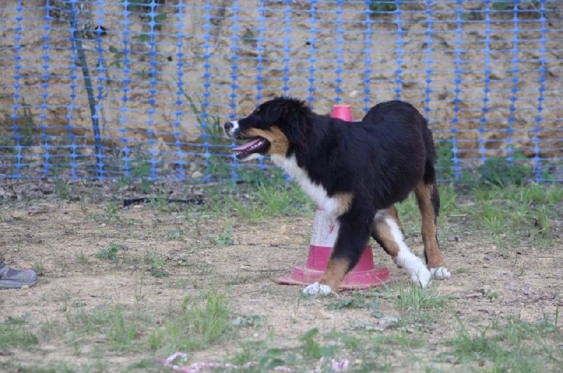 Maverick black sonic De Xiberoan Txakurrak