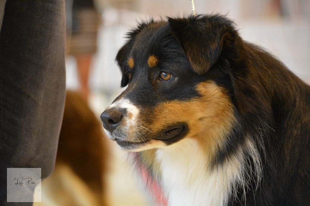 Maverick black sonic De Xiberoan Txakurrak