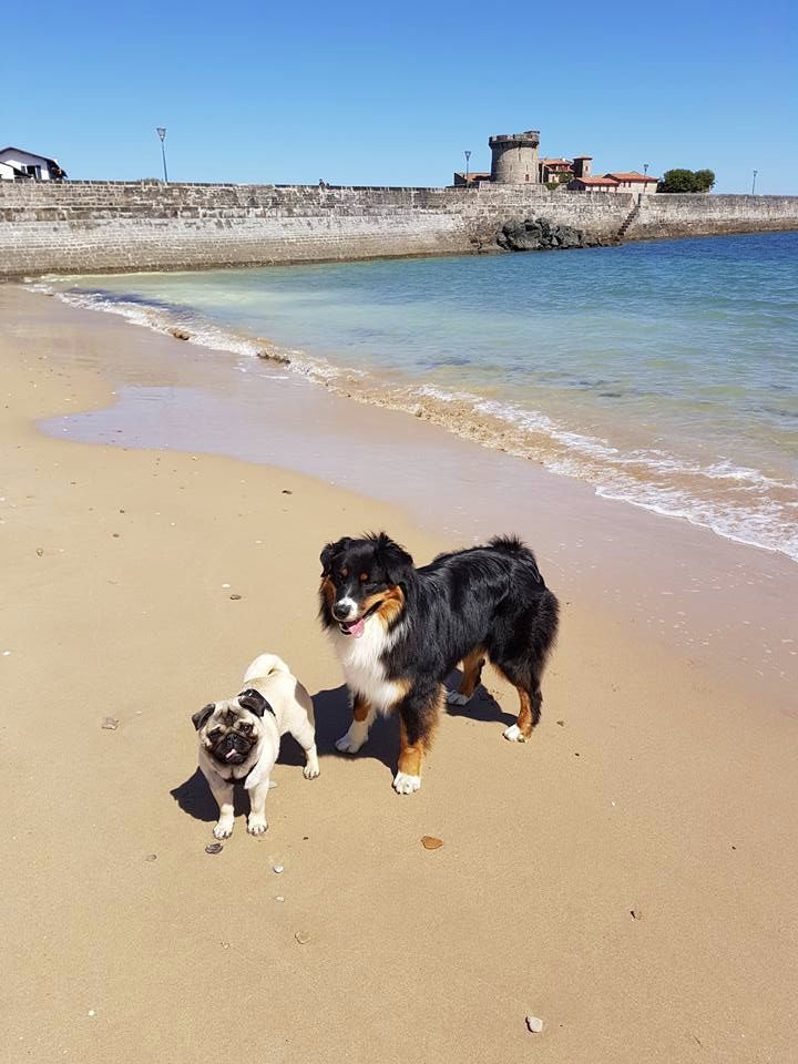 Maverick black sonic De Xiberoan Txakurrak