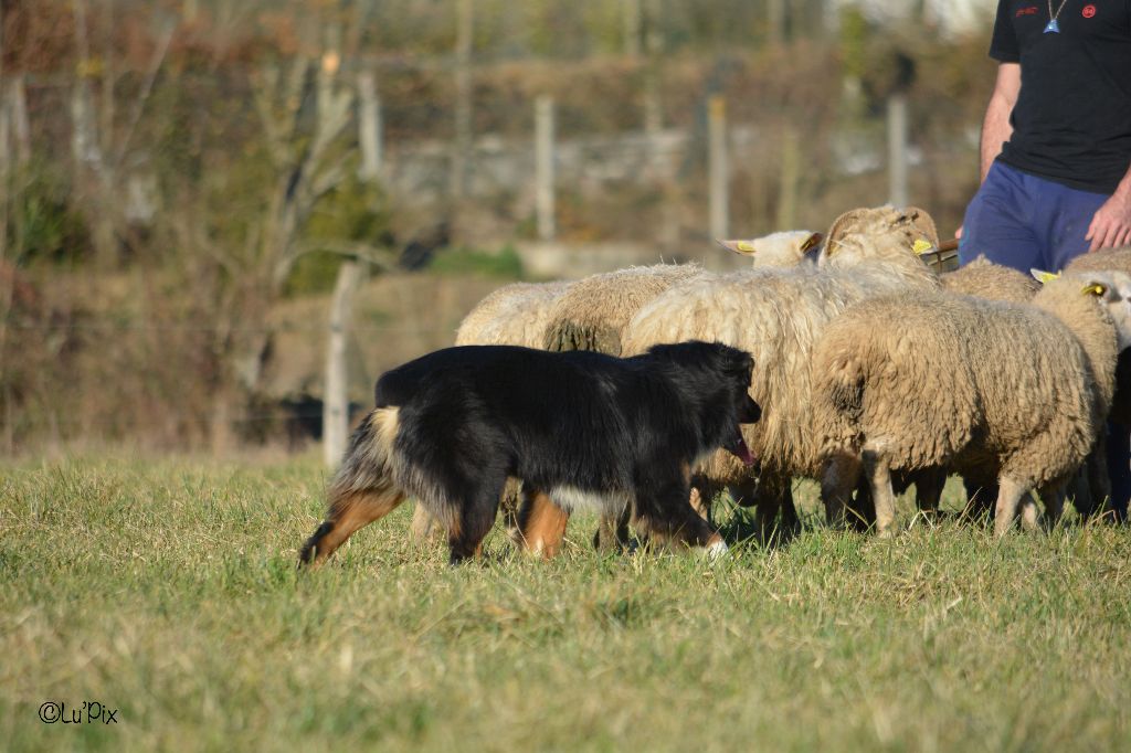 Maverick black sonic De Xiberoan Txakurrak
