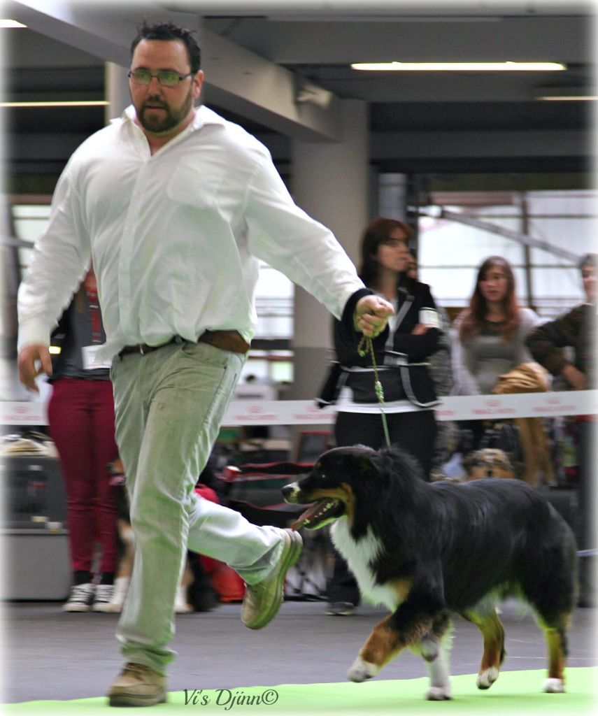 Maverick black sonic De Xiberoan Txakurrak