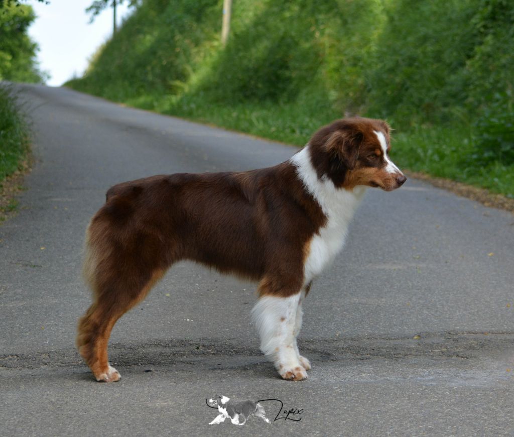 Red sunset De Xiberoan Txakurrak