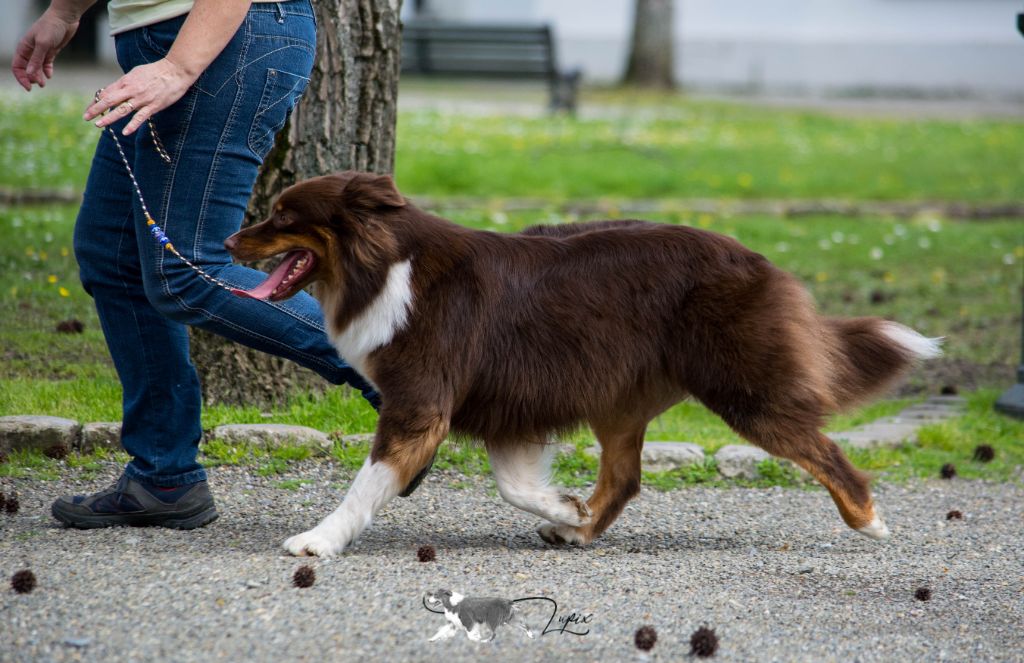 Never without peanut & chocolate De Xiberoan Txakurrak