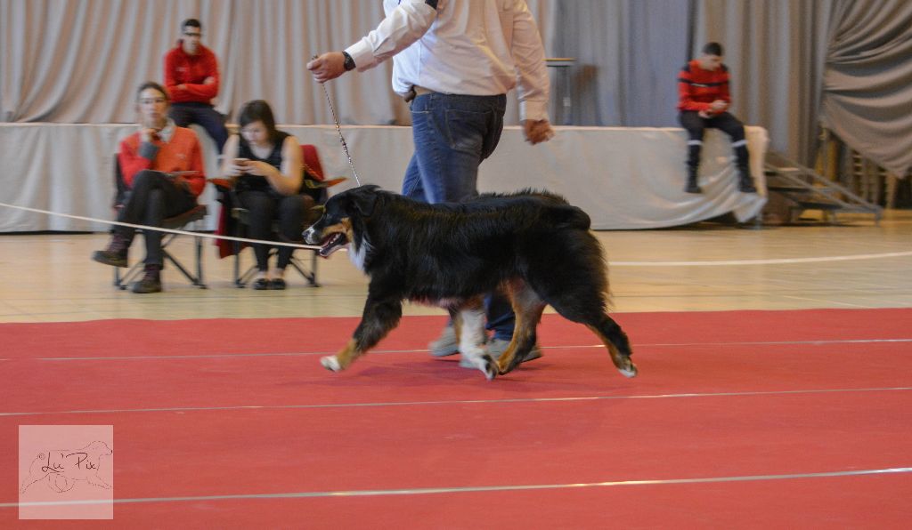 Maverick black sonic De Xiberoan Txakurrak