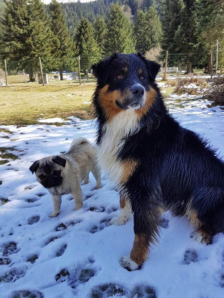 Maverick black sonic De Xiberoan Txakurrak