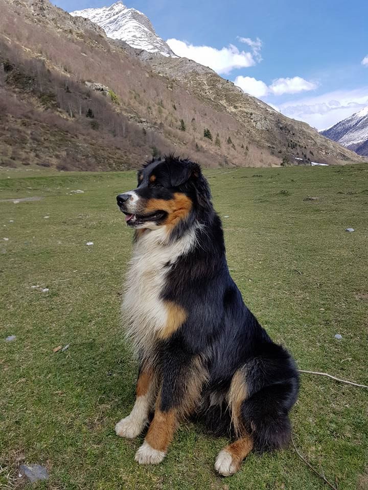 Maverick black sonic De Xiberoan Txakurrak